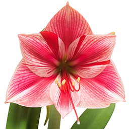 AMARYLLIS