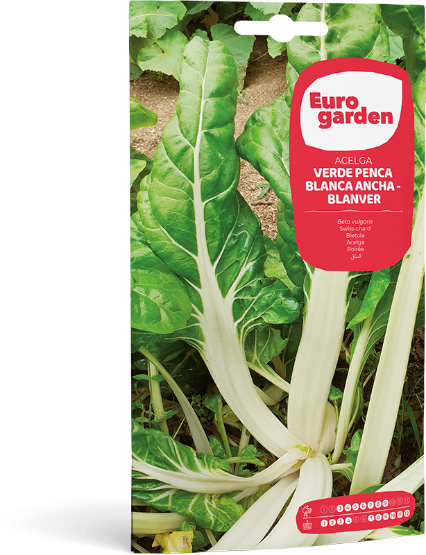 ACELGA VERDE D PENCA BLANCA