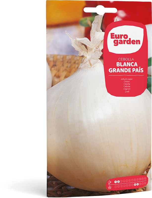CEBOLLA BLANCA