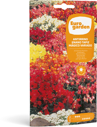 [SOBFLO051] ANTIRRINO ENANO VARIADO TAPIZ MAGICO