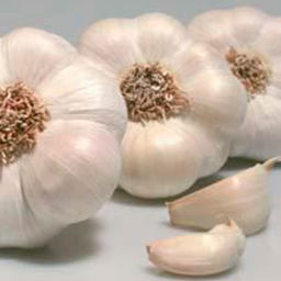 [SEMSEM010] AJOS BLANCOS EXTRA 1 KG